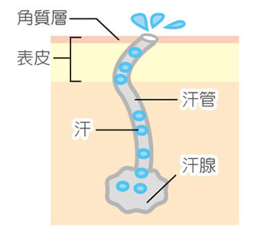汗疱(異汗性湿疹)・手荒れ(主婦湿疹) | 足立区西新井駅前の皮膚科 | アース皮ふ科クリニック